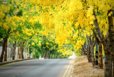 15 GOLDEN SHOWER TREE Gold Rush Yellow Cassia Fistula Flower Seeds